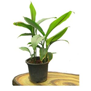 Haldi/Turmeric Herbal Plant With Pot