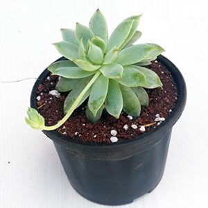 Laxmi Kamal, Lakshmi Kamal(Graptopetalum macdougallii) – Succulent Plant with Pot