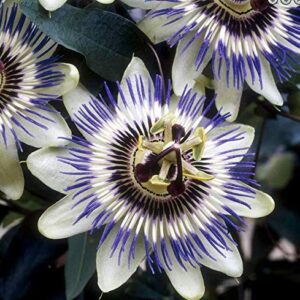 Krishna Kamal, Passiflora incarnata White Live Plant – with Pot