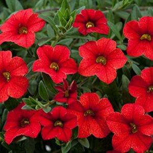 Petunia Grandiflora Red Plant – With Pot