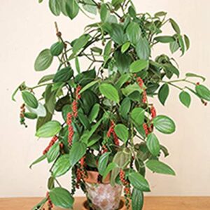 Kali Mirch, Black Pepper Spice Plant – with Pot