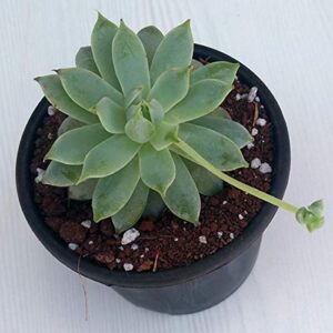 Laxmi Kamal, Lakshmi Kamal(Graptopetalum macdougallii) – Succulent Plant with Pot