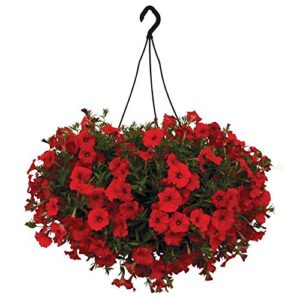 Petunia Grandiflora Red Plant – With Pot