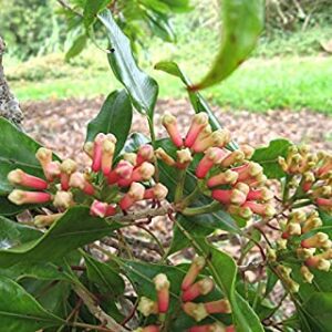 Clove Plant/Laung Spice Plant/Syzygium aromaticum Labongo Laung plant with Pot