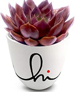 Vishnu Kamal/Roof Houseleek/Thunder Plant- Succulent Plant with Pot