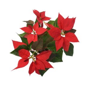 Red Poinsettia, Christmas Flower Plant – with Pot