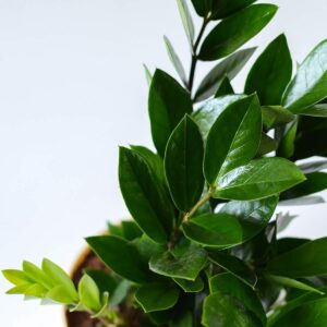 Zamia Air Purifier Plant, ZZ (Zamioculcas Zamifolia) Plant – With Pot