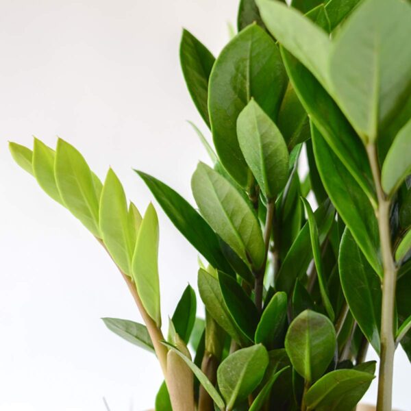 Zamia Air Purifier Plant, ZZ (Zamioculcas Zamifolia) Plant - With Pot - Image 3