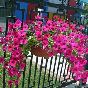 Petunia Grandiflora Pink Flower Plant – With Pot