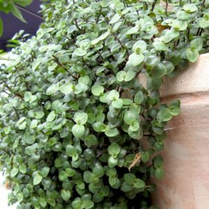 Turtle Vine, Callisia Repens Plant – With Pot