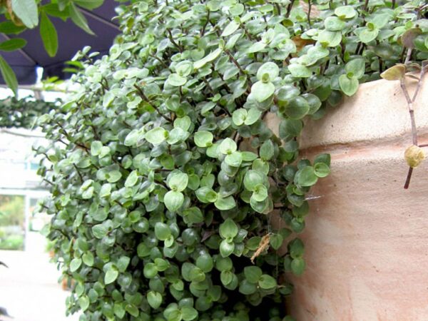 Turtle Vine, Callisia Repens Plant - With Pot - Image 2