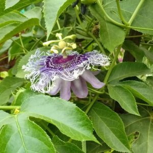 Krishna Kamal, Passiflora incarnata Purple Live Plant – with Pot