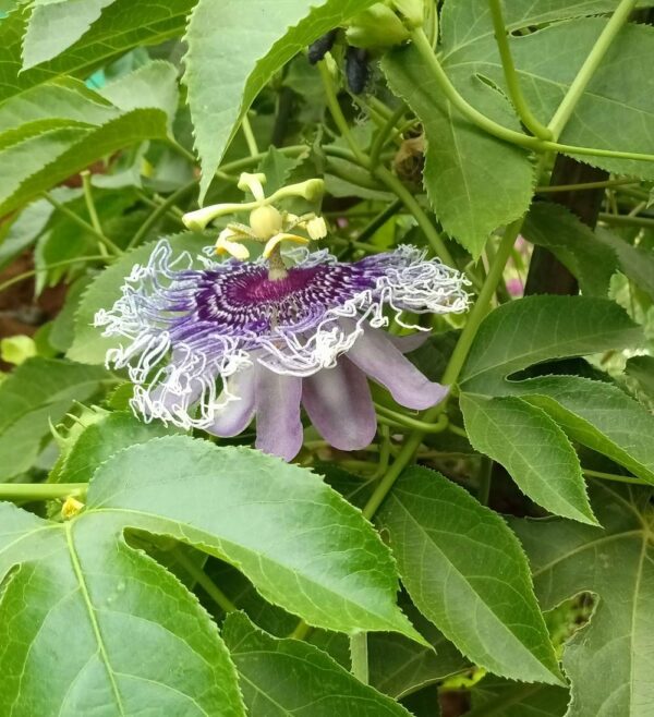 Krishna Kamal, Passiflora incarnata Purple Live Plant - with Pot - Image 2