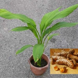 Haldi/Turmeric Herbal Plant With Pot