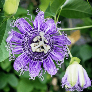 Krishna Kamal, Passiflora incarnata Purple Live Plant – with Pot