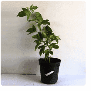 Krishna Kamal, Passiflora incarnata White Live Plant – with Pot