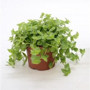 Turtle Vine, Callisia Repens Plant – With Pot