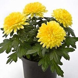 Guldaudi/Guldavari, Chrysanthemum Yellow Flower Plant