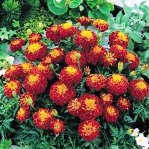 Marigold/Genda Maroon Flower Plant – With Pot