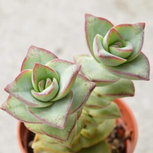 Necklace Vine Plant(Crassula Perforata) – With Pot