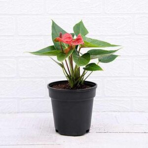 Anthurium Red Plant – With Pot