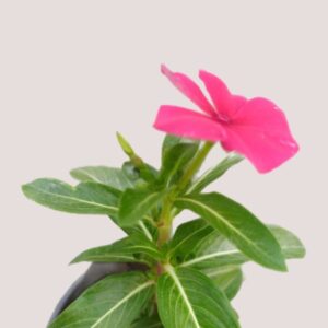 Sadabahar Pink Flower Plants – With Pot