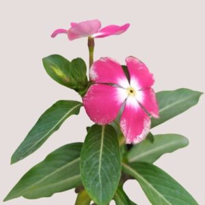 Sadabahar Pink-White Flower Plants – With Pot