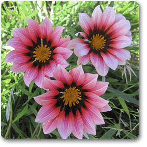 Gazania Pink-White Flower Plant – With Pot