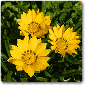 Gazania Yellow Flower Plant – With Pot