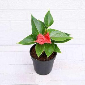 Anthurium Red Plant – With Pot