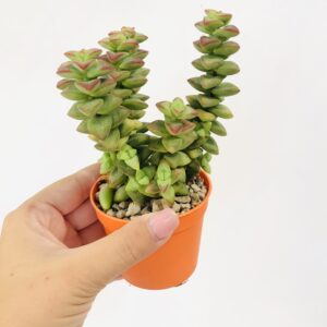 Necklace Vine Plant(Crassula Perforata) – With Pot