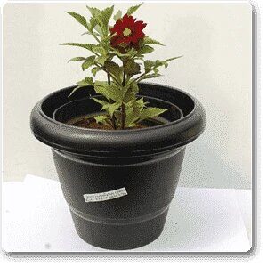 Red Dahlia Plant – with Pot