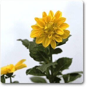 Yellow Dahlia Plant – with Pot