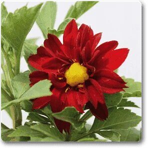 Red Dahlia Plant – with Pot