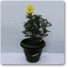 Yellow Dahlia Plant – with Pot