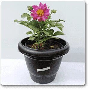 Pink Dahlia Plant – with Pot