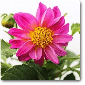 Pink Dahlia Plant – with Pot