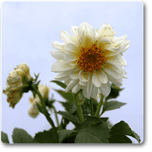 White Dahlia Plant – with Pot