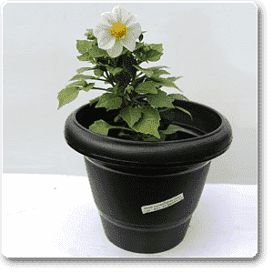 White Dahlia Plant – with Pot