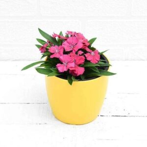 Dianthus Dark Pink Flower Plant – With Pot