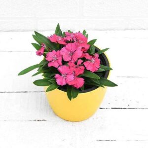 Dianthus Dark Pink Flower Plant – With Pot