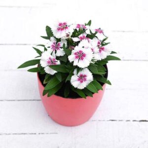 White Pink Dianthus Plant – With Pot