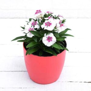 White Pink Dianthus Plant – With Pot