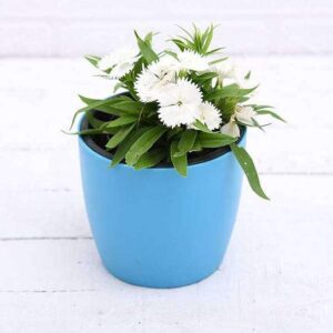 White Dianthus Plant – With Pot