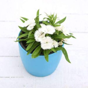 White Dianthus Plant – With Pot