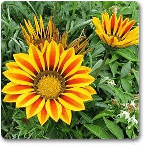 Gazania Yellow-Orange Flower Plant – With Pot