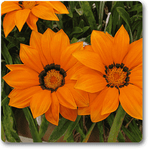 Gazania Orange Flower Plant – With Pot