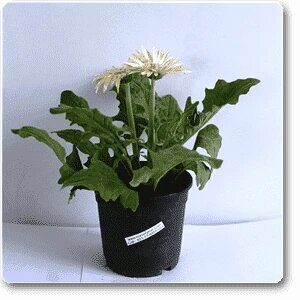 Gerbera Daisy White Flower Plant – With Pot