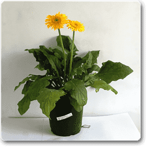 Gerbera Daisy Yellow Flower Plant – With Pot