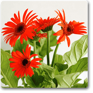 Gerbera Daisy Orange Flower Plant – With Pot